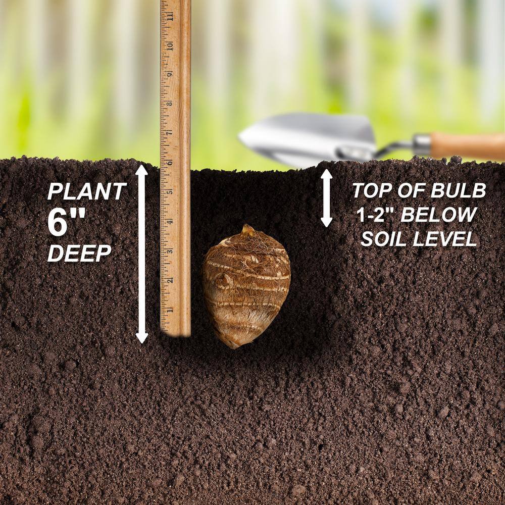  7/9 In., Mojito Elephant Ear Bulbs (Bag Of 1)