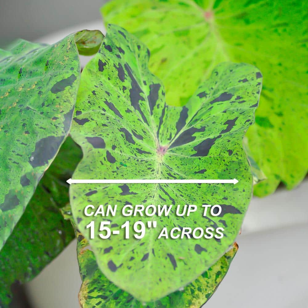  7/9 In., Mojito Elephant Ear Bulbs (Bag Of 1)