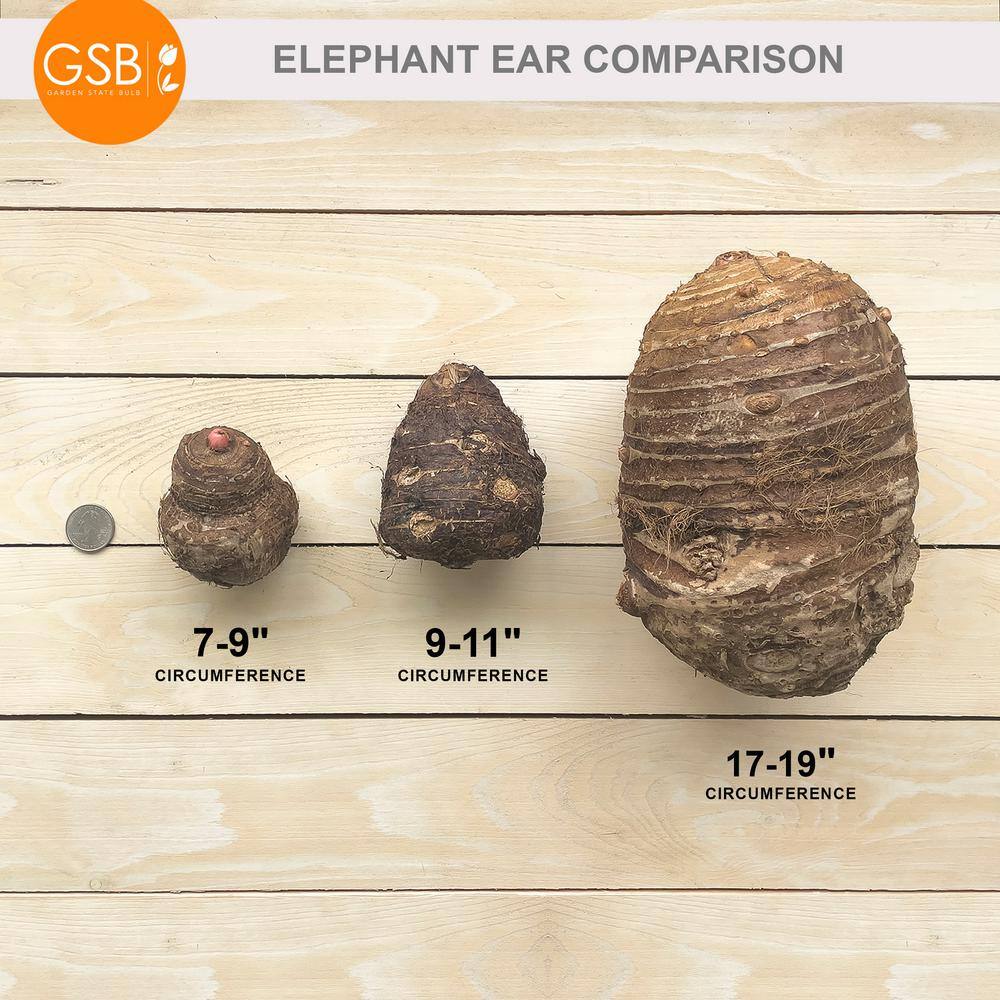 7/9 In., Mojito Elephant Ear Bulbs (Bag Of 1)