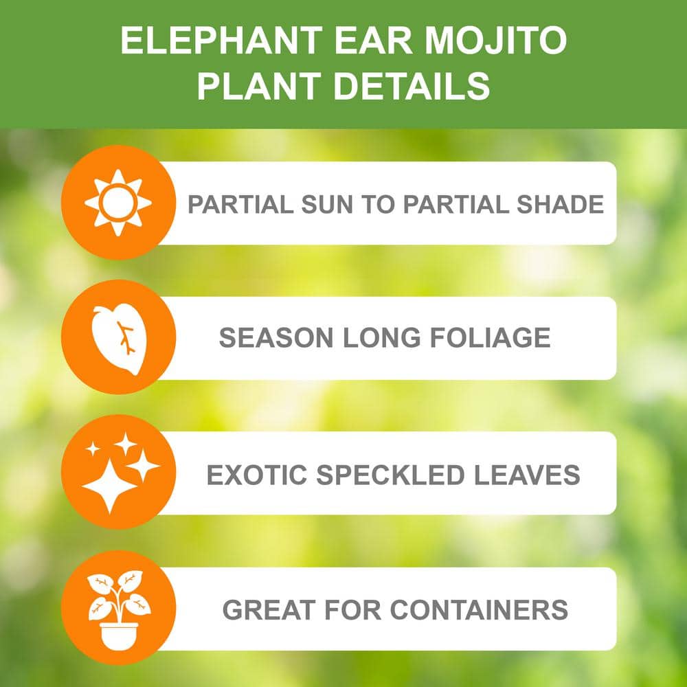  7/9 In., Mojito Elephant Ear Bulbs (Bag Of 1)