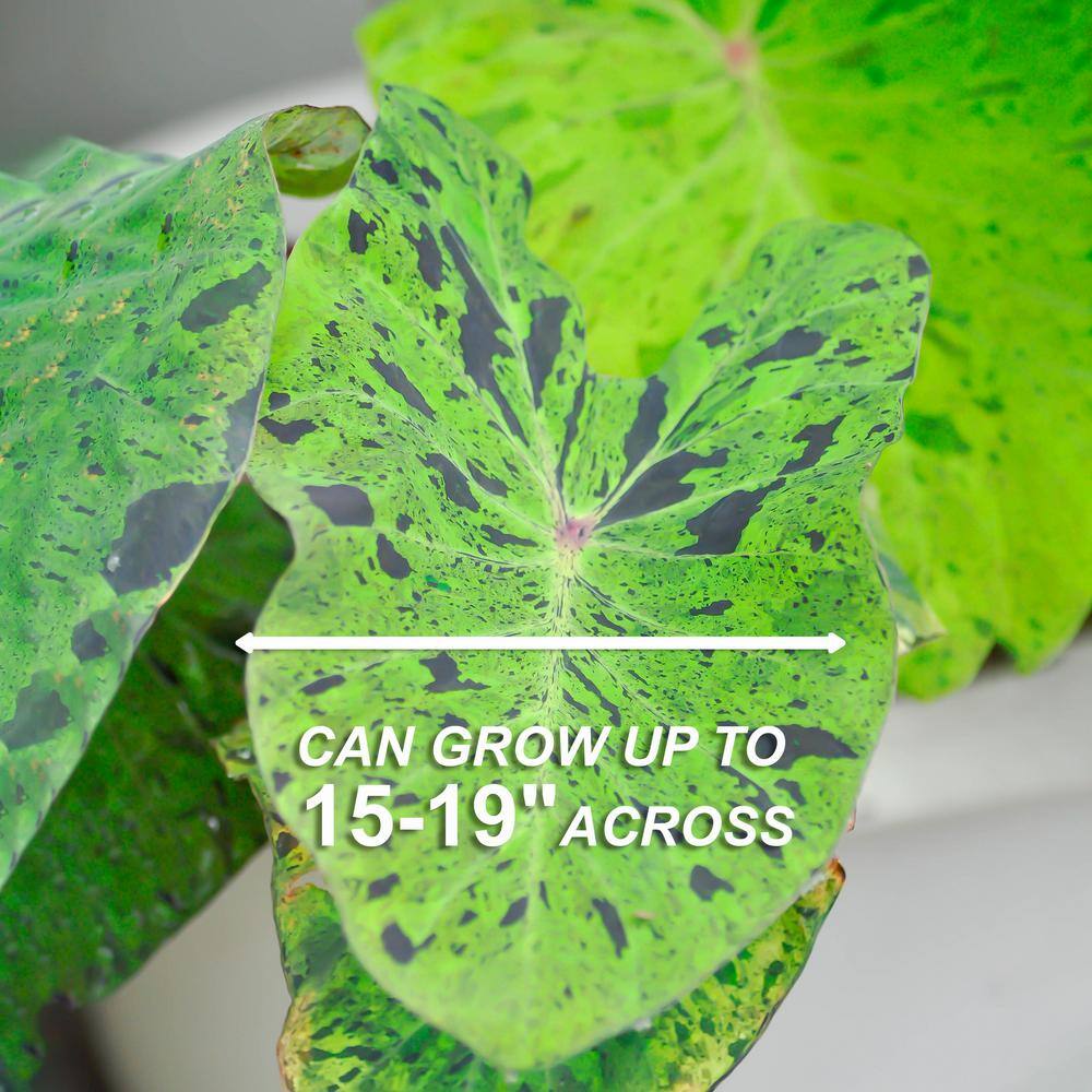  7/9 In., Mojito Elephant Ear Bulbs (Bag Of 3)
