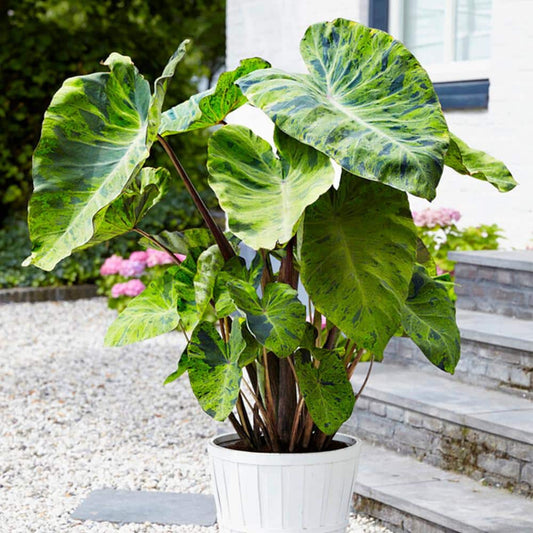  7/9 In., Mojito Elephant Ear Bulbs (Bag Of 3)