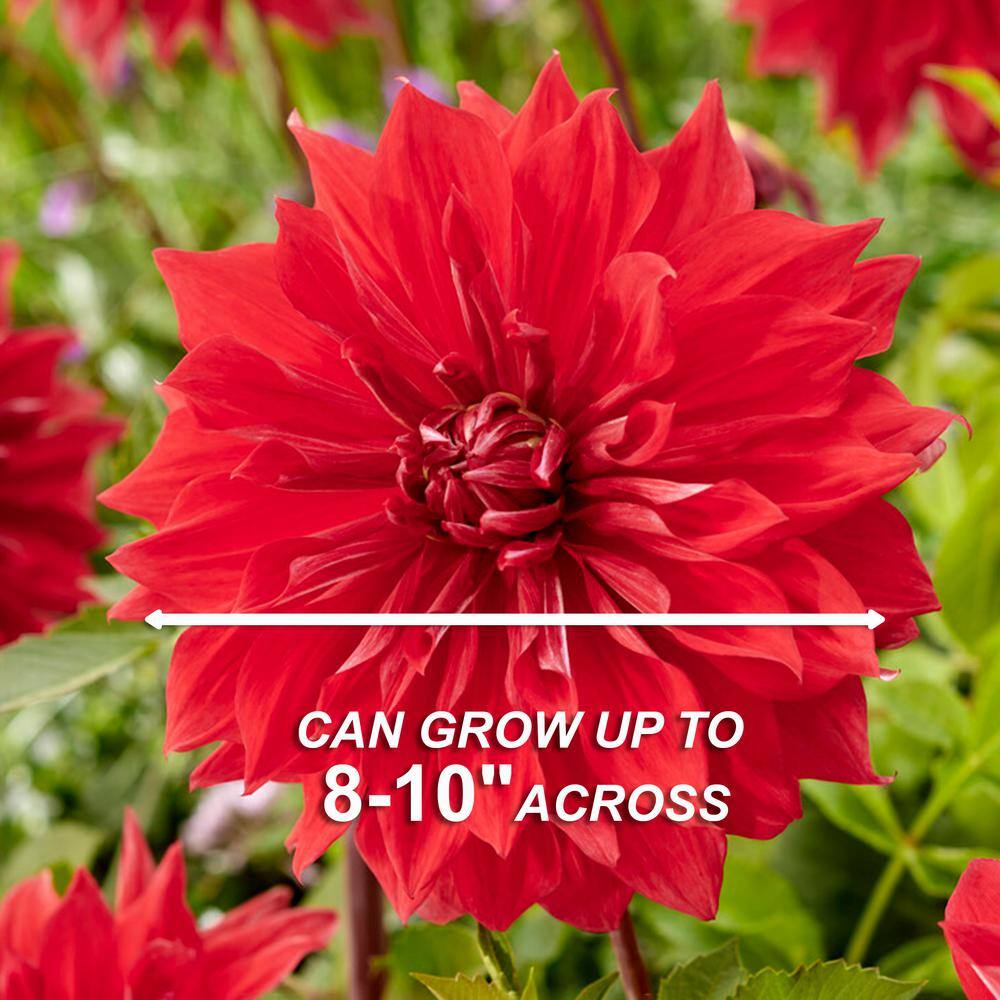 Dahlia Dinnerplate Mixed Live Flower Tubers (Bag Of 12)