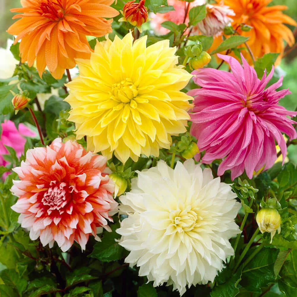  Dahlia Dinnerplate Mixed Live Flower Tubers (Bag Of 12)