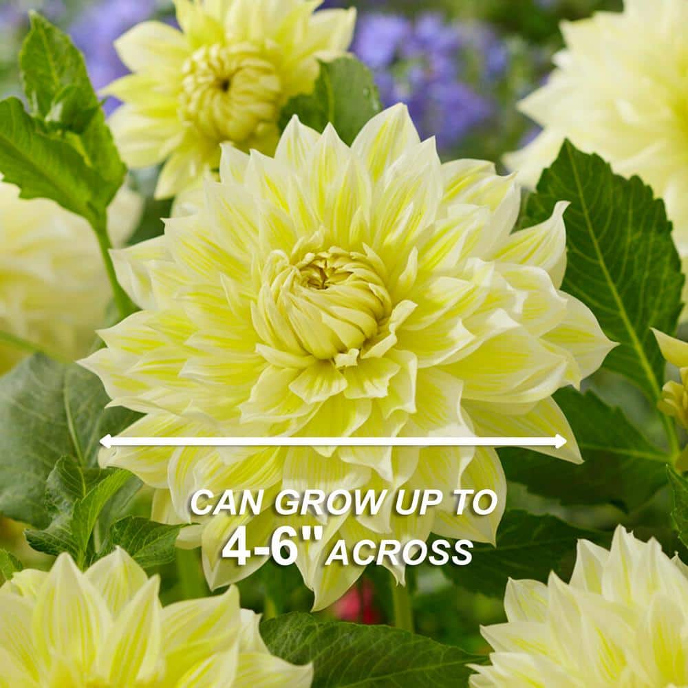  Dahlia Decorative Mixed Live Flower Tubers (Bag Of 4)