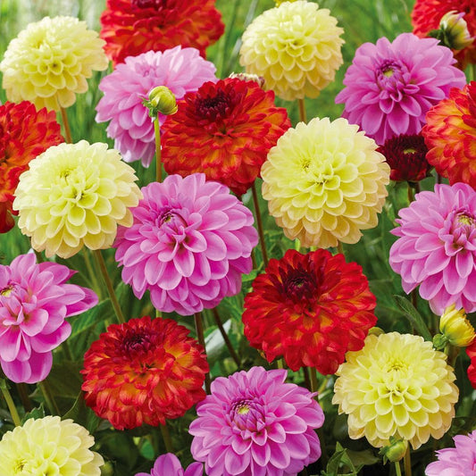  Dahlia Decorative Mixed Live Flower Tubers (Bag Of 8)