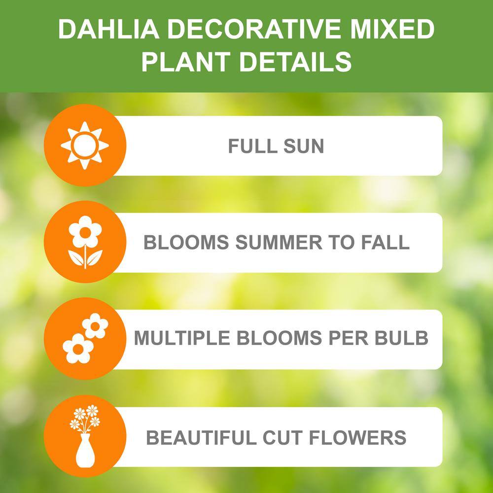  Dahlia Decorative Mixed Live Flower Tubers (Bag Of 12)