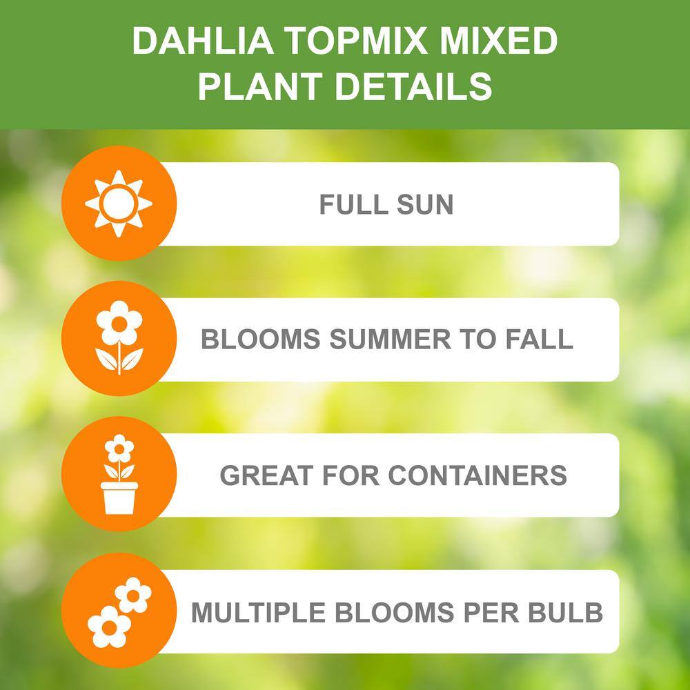 Dahlia Topmix Single Flower Mixed Live Flower Tubers (Bag Of 4)