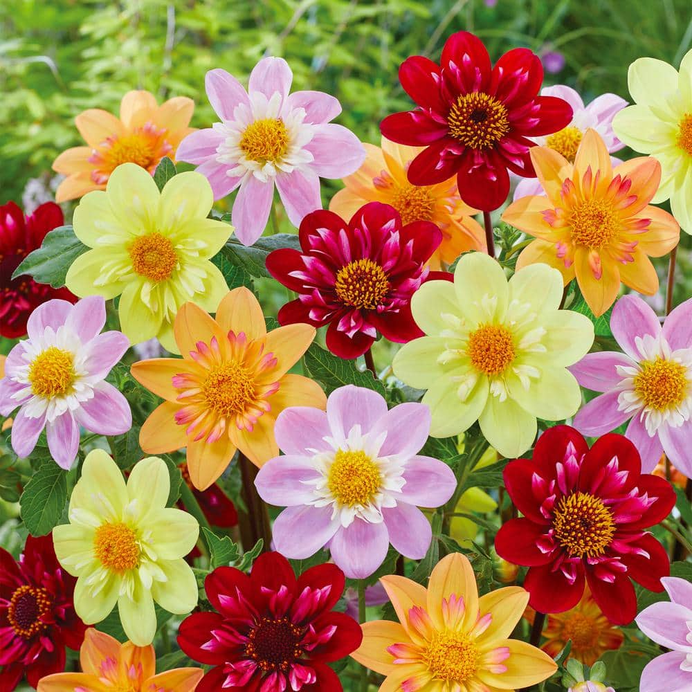  Dahlia Topmix Single Flower Mixed Live Flower Tubers (Bag Of 4)