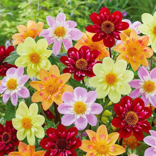  Dahlia Topmix Single Flower Mixed Live Flower Tubers (Bag Of 8)