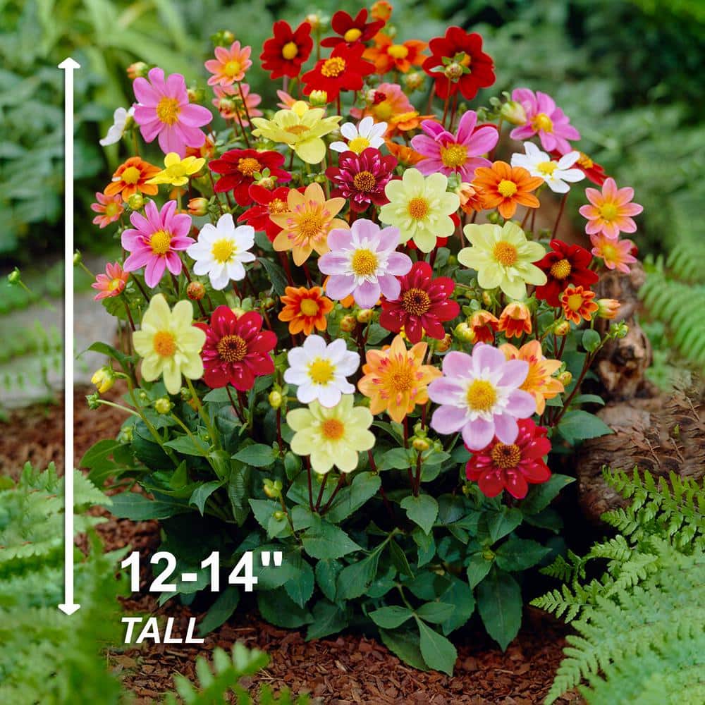  Dahlia Topmix Single Flower Mixed Live Flower Tubers (Bag Of 12)