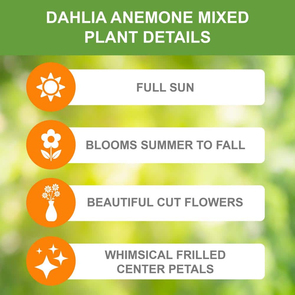  Dahlia Anemone Mixed Live Flower Tubers (Bag Of 8)