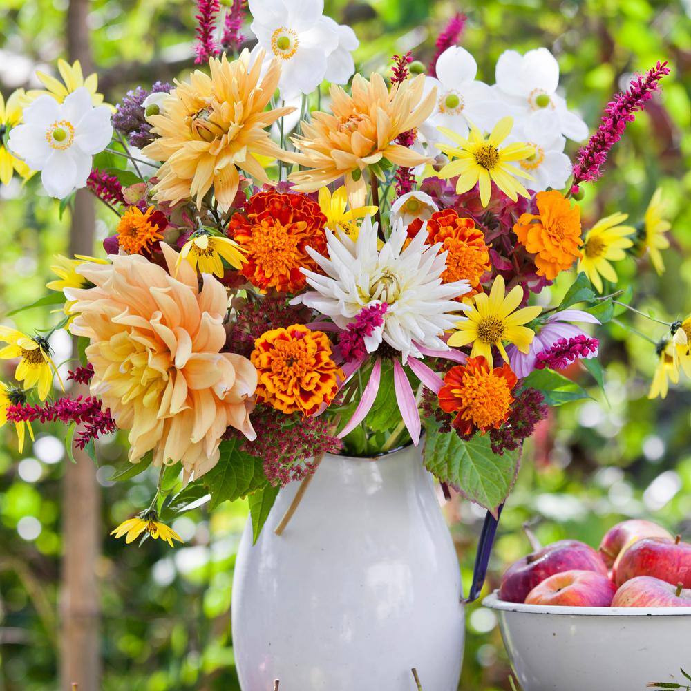  Dahlia Anemone Mixed Live Flower Tubers (Bag Of 8)