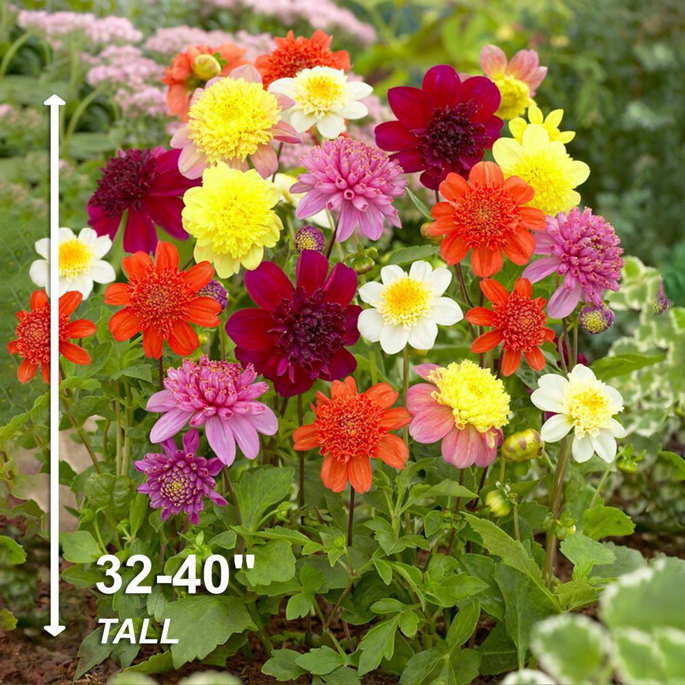  Dahlia Anemone Mixed Live Flower Tubers (Bag Of 8)
