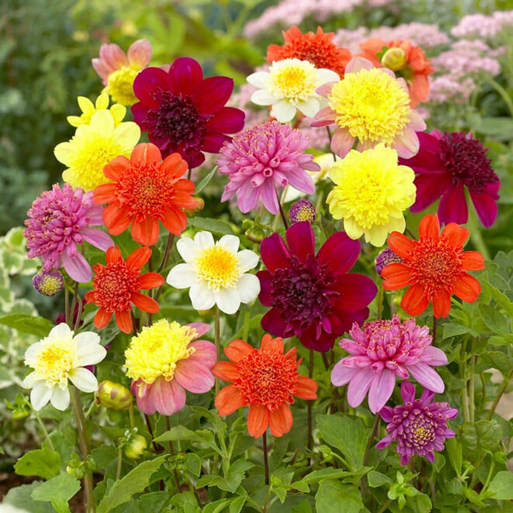  Dahlia Anemone Mixed Live Flower Tubers (Bag Of 8)