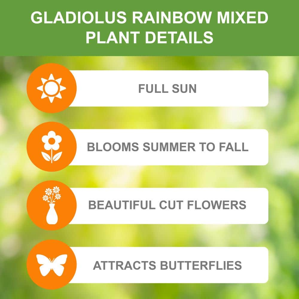  10/12cm, Gladiolus Rainbow Mix Flower Bulbs (Bag Of 50)