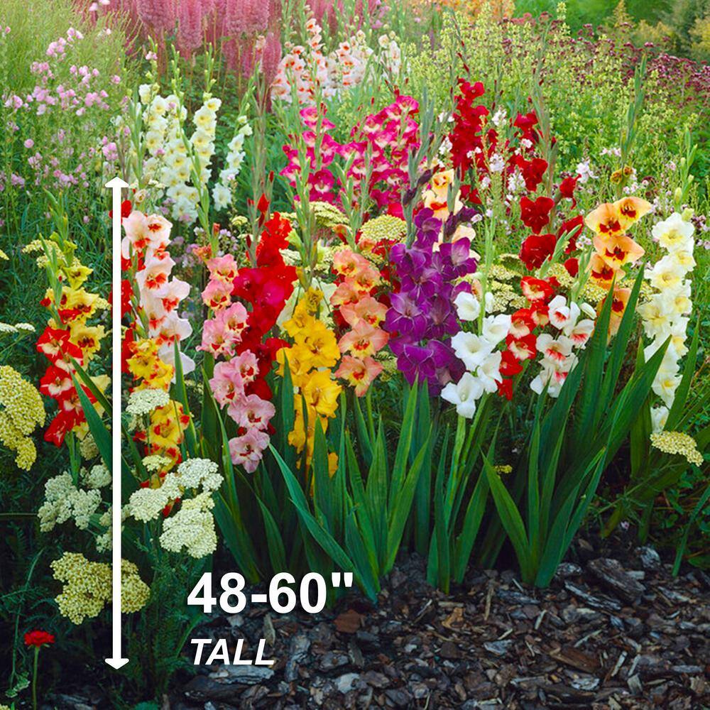  10/12cm, Gladiolus Rainbow Mix Flower Bulbs (Bag Of 50)