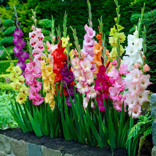  10/12cm, Gladiolus Rainbow Mix Flower Bulbs (Bag Of 75)