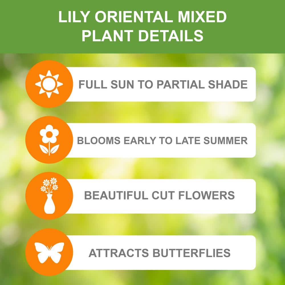  14/16cm, Oriental Lily Mixed Flower Bulbs (Bag Of 30)