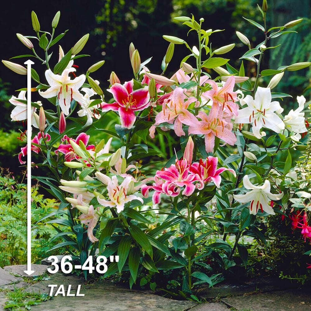  14/16cm, Oriental Lily Mixed Flower Bulbs (Bag Of 30)