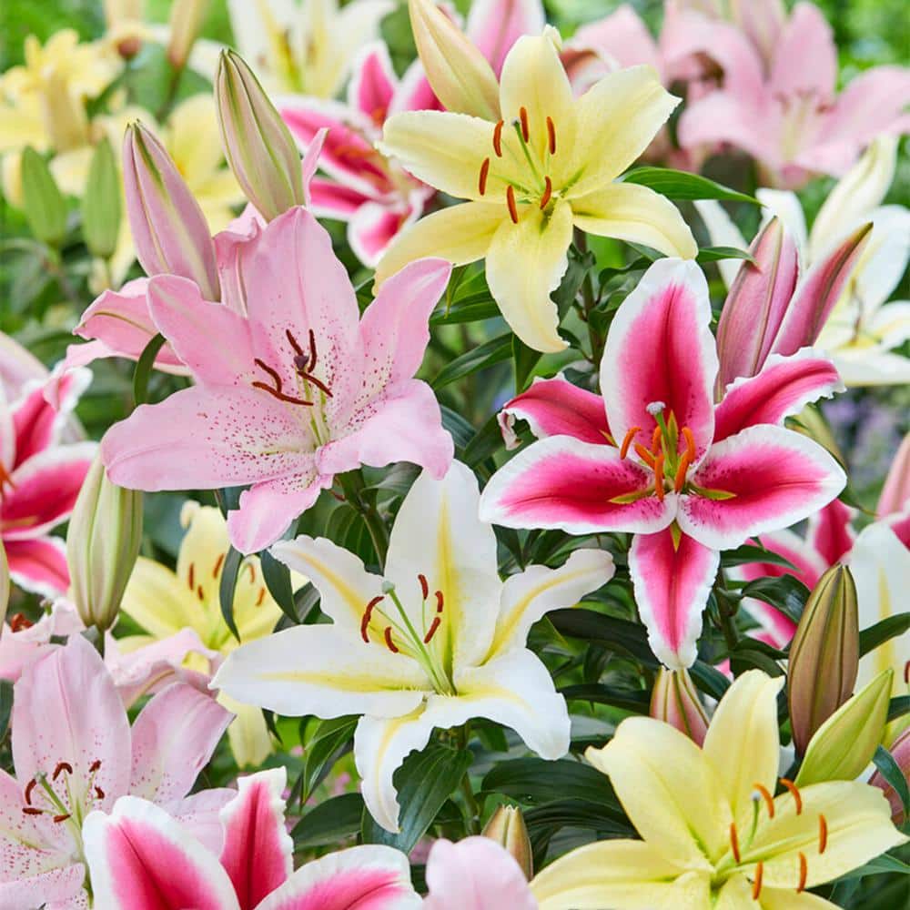  14/16cm, Oriental Lily Mixed Flower Bulbs (Bag Of 30)