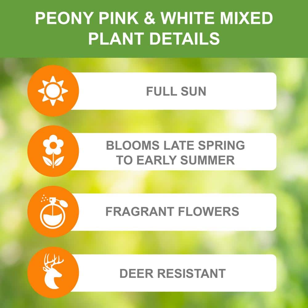  Peony Pink And White Mixed Flower Bulbs, Live Bare Roots (Bag Of 3)