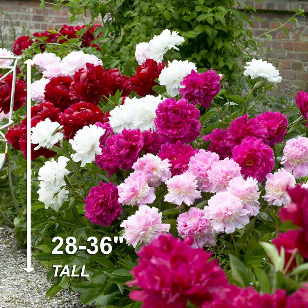  Peony Pink And White Mixed Flower Bulbs, Live Bare Roots (Bag Of 6)