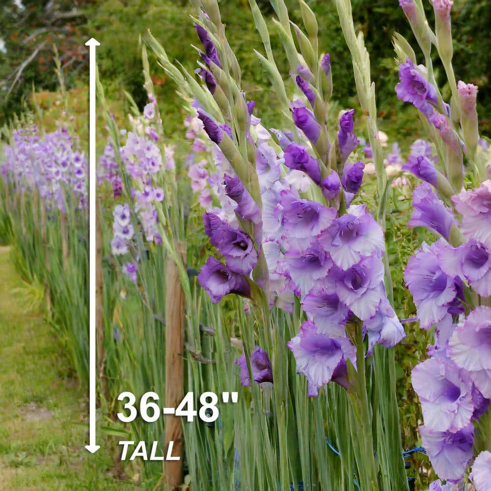  12 Cm/14 Cm, Purple Milka Gladiolus Flower Bulbs (Bag Of 30)