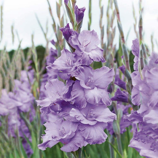  12 Cm/14 Cm, Purple Milka Gladiolus Flower Bulbs (Bag Of 60)