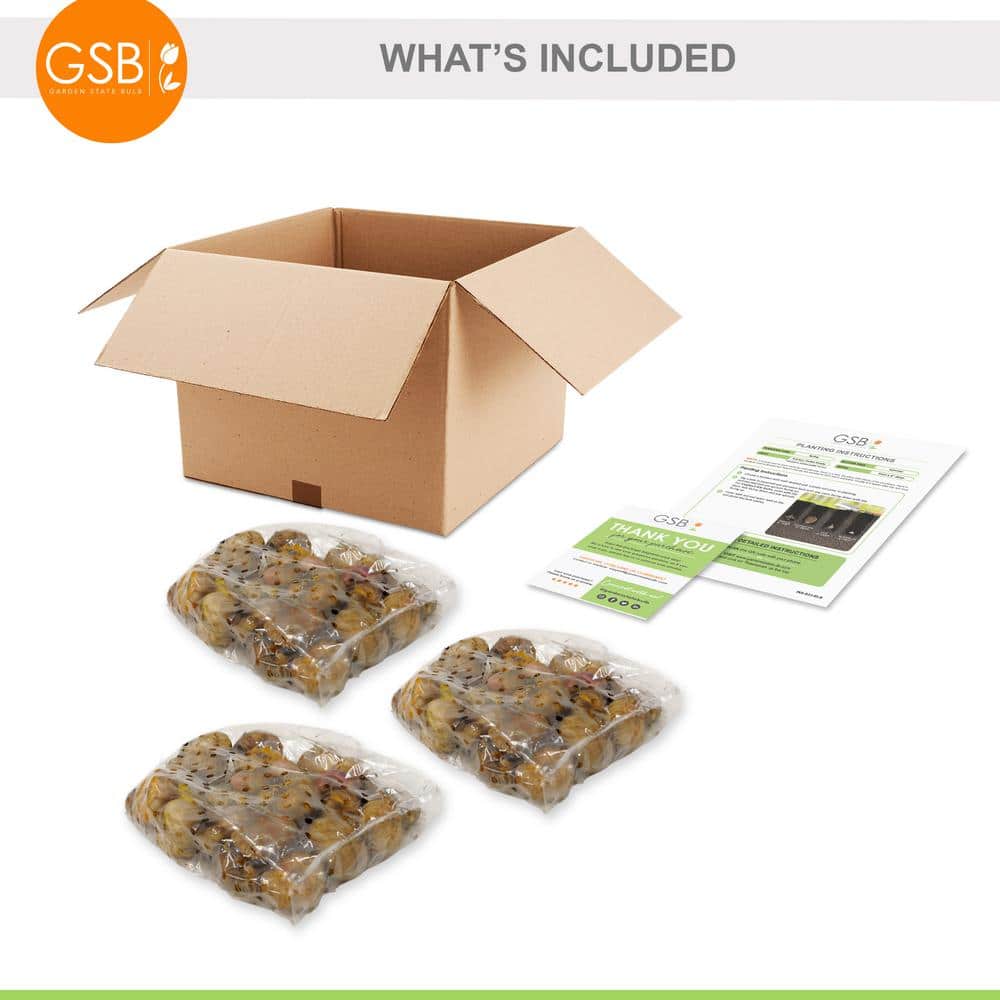  12 Cm/14 Cm, Purple Milka Gladiolus Flower Bulbs (Bag Of 90)