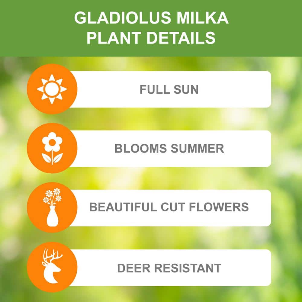  12 Cm/14 Cm, Purple Milka Gladiolus Flower Bulbs (Bag Of 90)