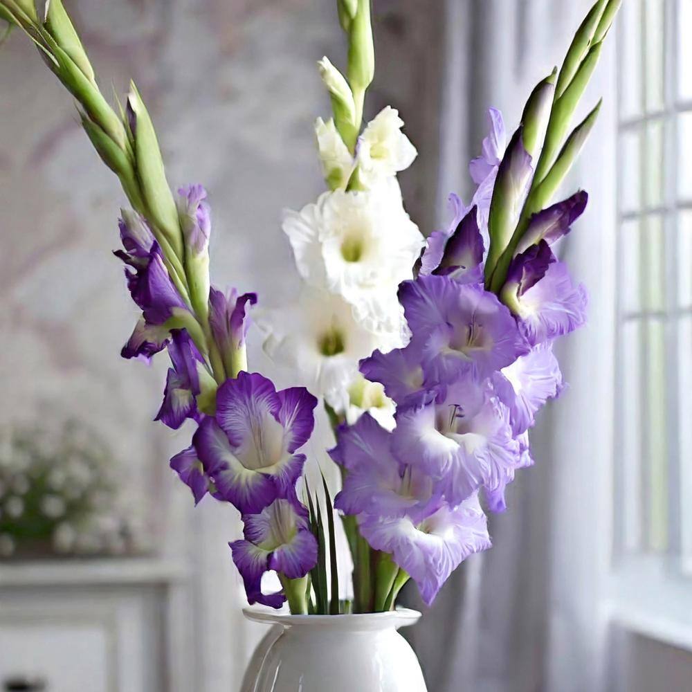  12 Cm/14 Cm, Purple Milka Gladiolus Flower Bulbs (Bag Of 90)