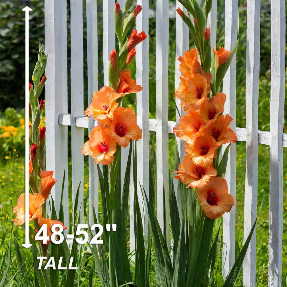  12 Cm/14 Cm, Olympic Flame Gladiolus Flower Bulbs (Bag Of 60)