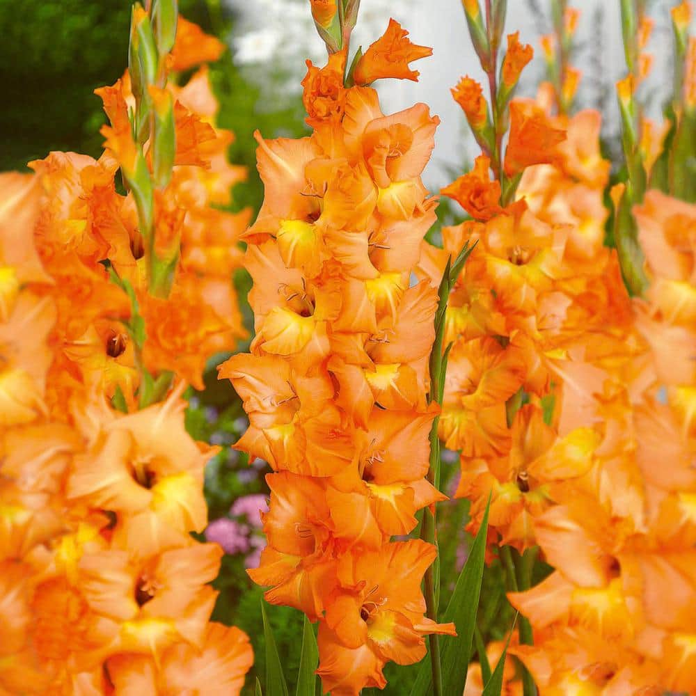  12 Cm/14 Cm, Olympic Flame Gladiolus Flower Bulbs (Bag Of 60)