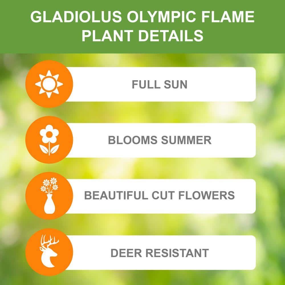  12 Cm/14 Cm, Olympic Flame Gladiolus Flower Bulbs (Bag Of 90)