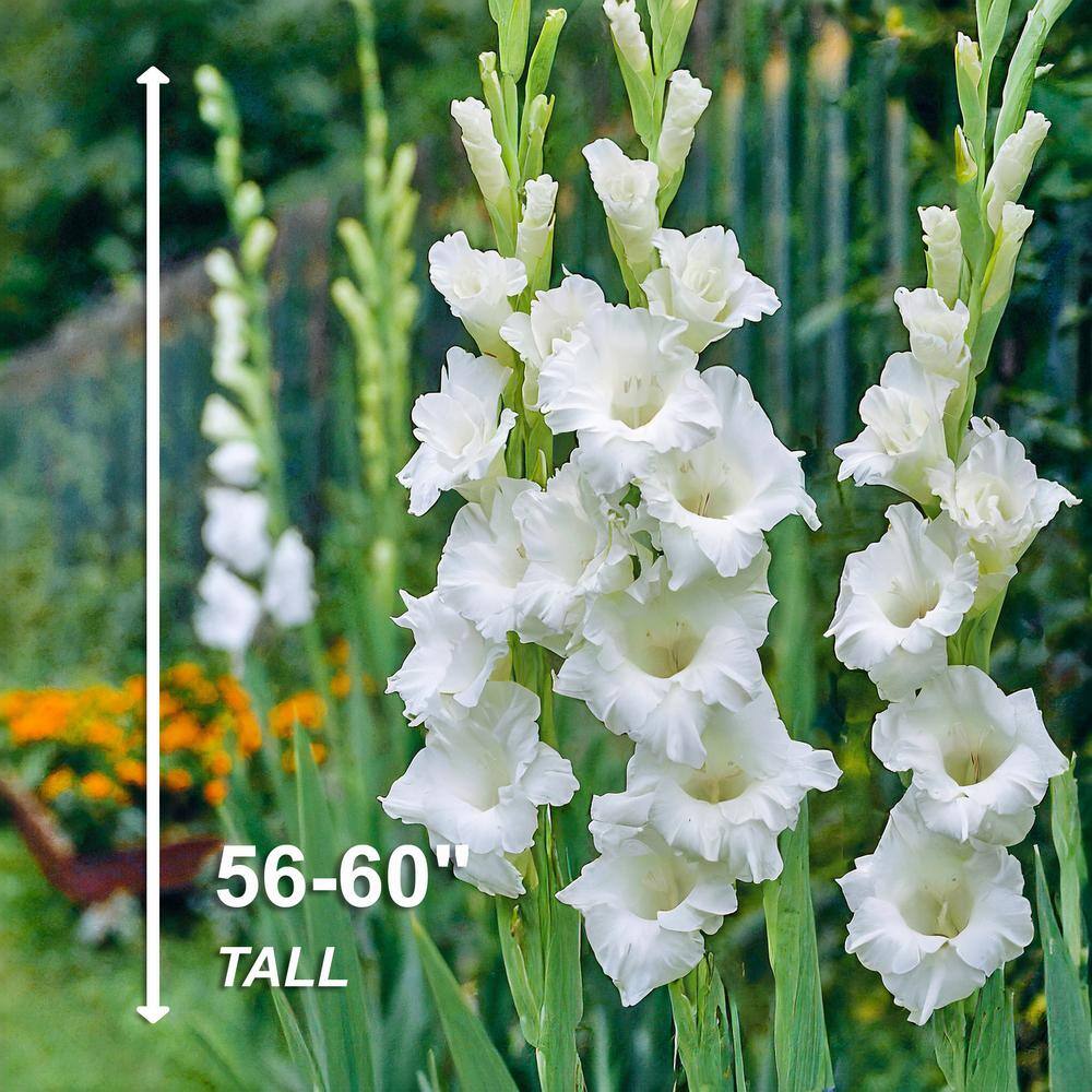  12 Cm/14 Cm, White Polar Bear Gladiolus Flower Bulbs (Bag Of 60)