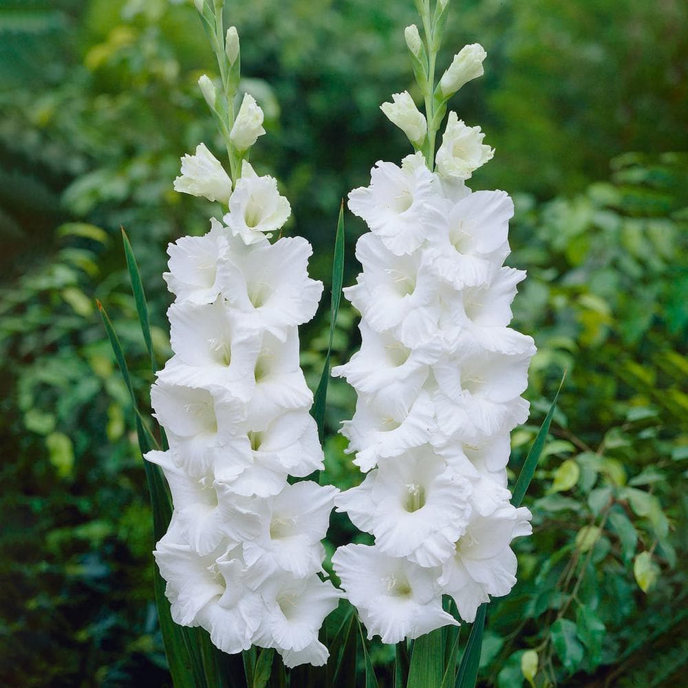  12 Cm/14 Cm, White Polar Bear Gladiolus Flower Bulbs (Bag Of 60)