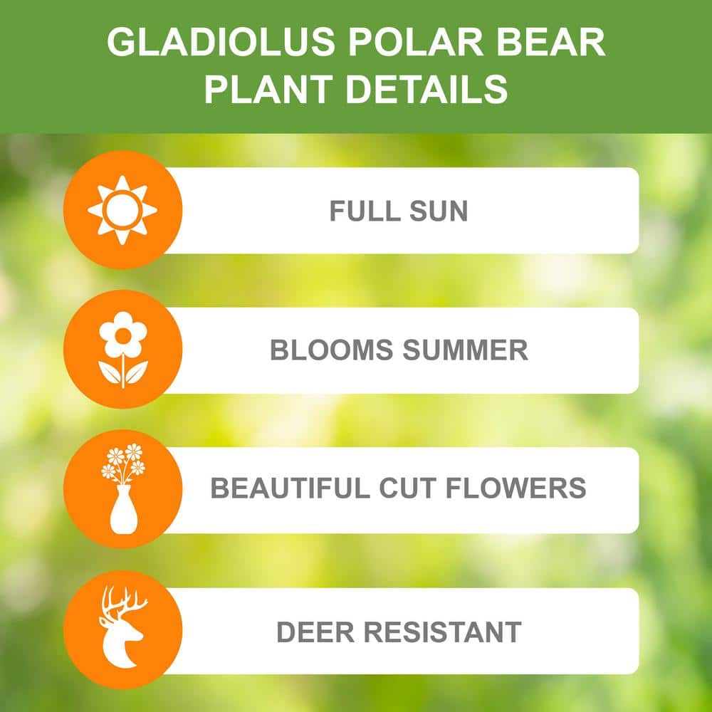  12 Cm/14 Cm, White Polar Bear Gladiolus Flower Bulbs (Bag Of 90)