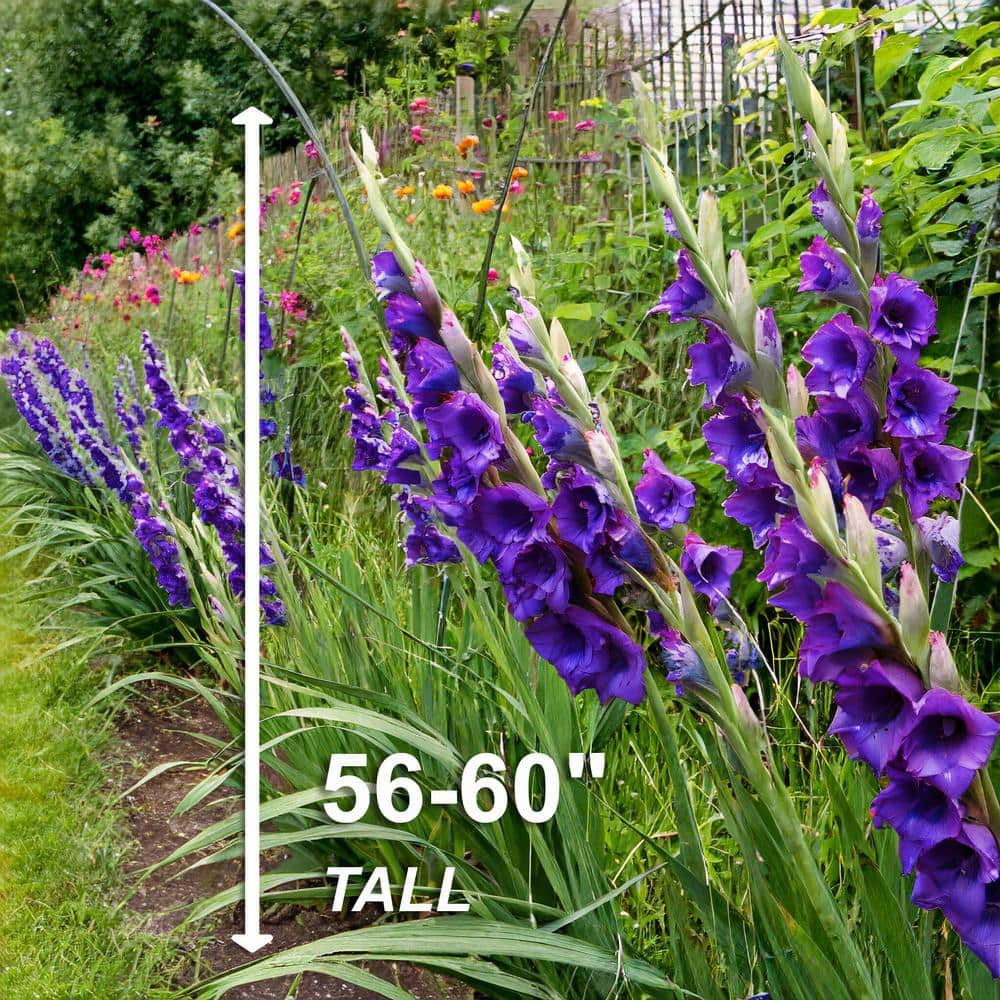  12 Cm/14 Cm, Purple Flora Gladiolus Flower Bulbs (Bag Of 30)