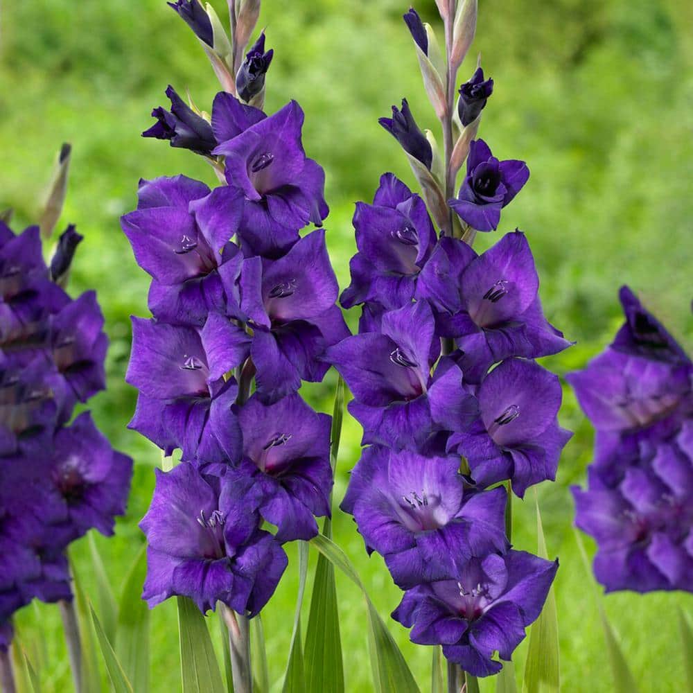  12 Cm/14 Cm, Purple Flora Gladiolus Flower Bulbs (Bag Of 60)