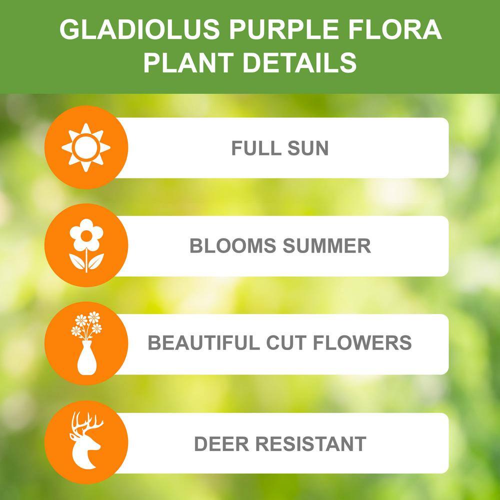  12 Cm/14 Cm, Purple Flora Gladiolus Flower Bulbs (Bag Of 60)