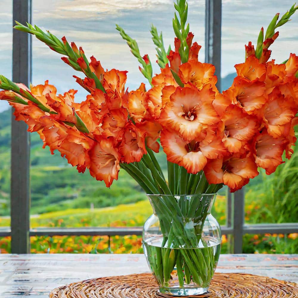  12 Cm/14 Cm, Orange Stormy Gladiolus Flower Bulbs (Bag Of 30)