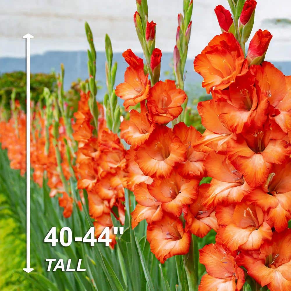  12 Cm/14 Cm, Orange Stormy Gladiolus Flower Bulbs (Bag Of 30)