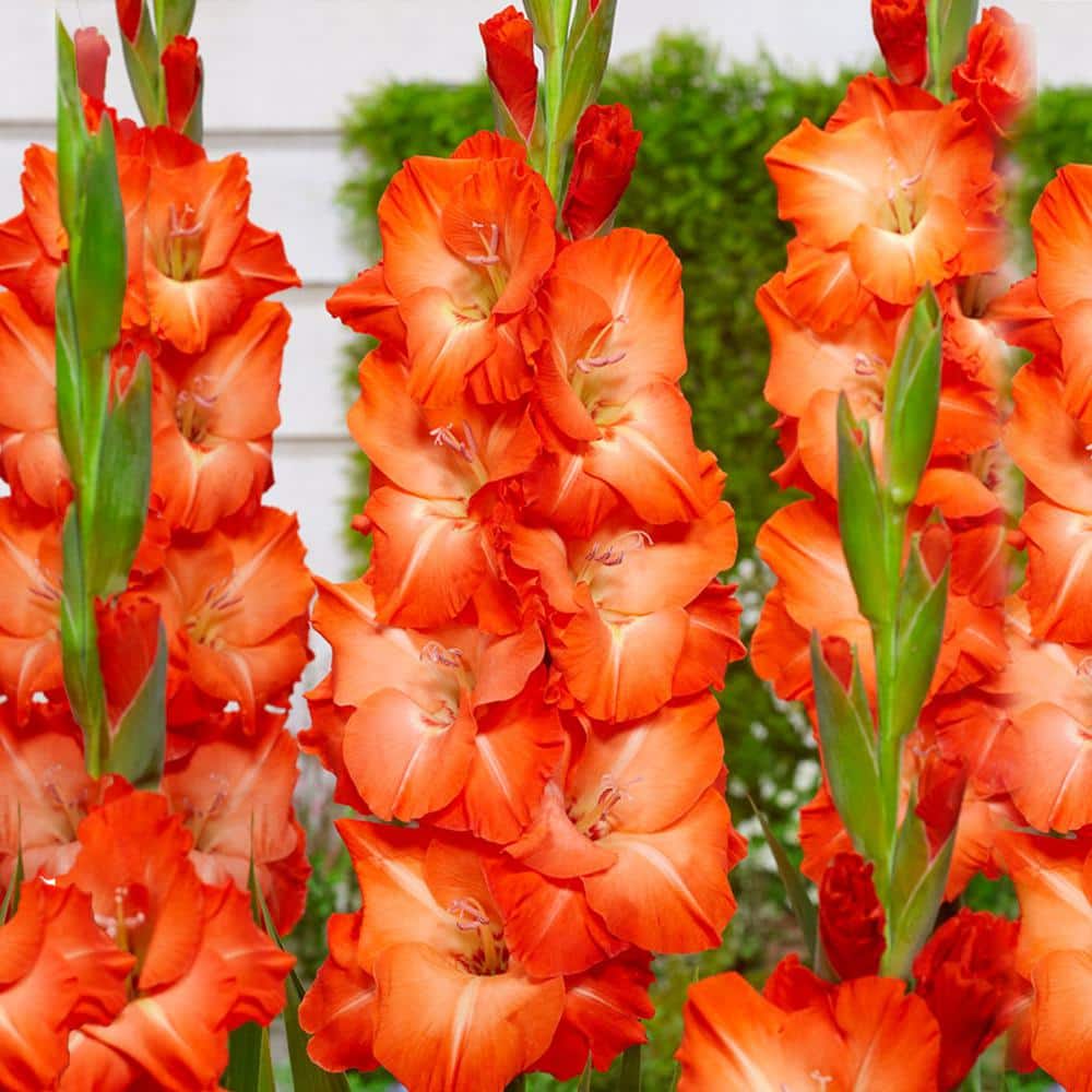  12 Cm/14 Cm, Orange Stormy Gladiolus Flower Bulbs (Bag Of 60)