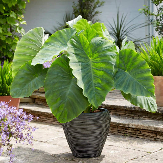  11/13 In., Colocasia Esculenta Large Elephant Ear Bulbs (Bag Of 3)