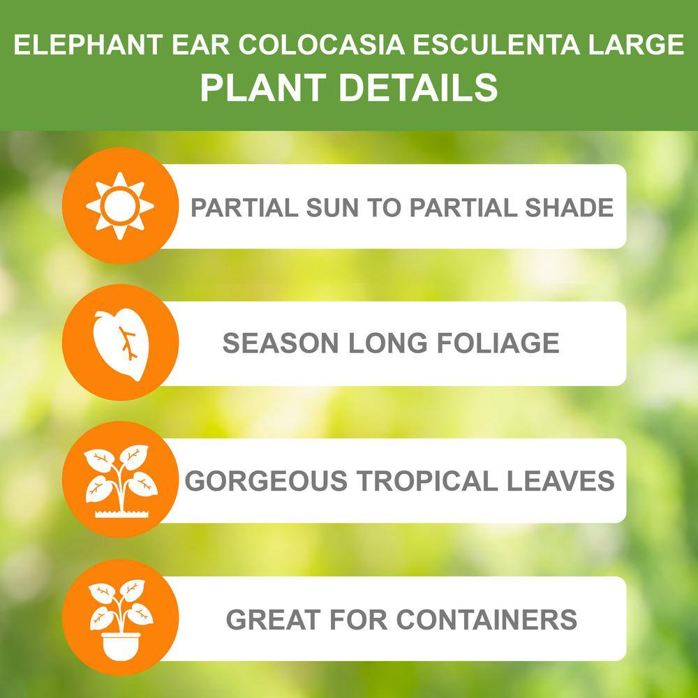  11/13 In., Colocasia Esculenta Large Elephant Ear Bulbs (Bag Of 3)