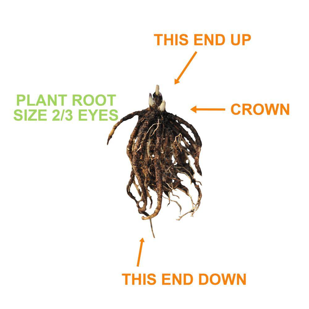  2/3 Eyes, Bleeding Heart Dicentra Spectabilis Flower Bulbs, Bare Roots (Bag Of 12)