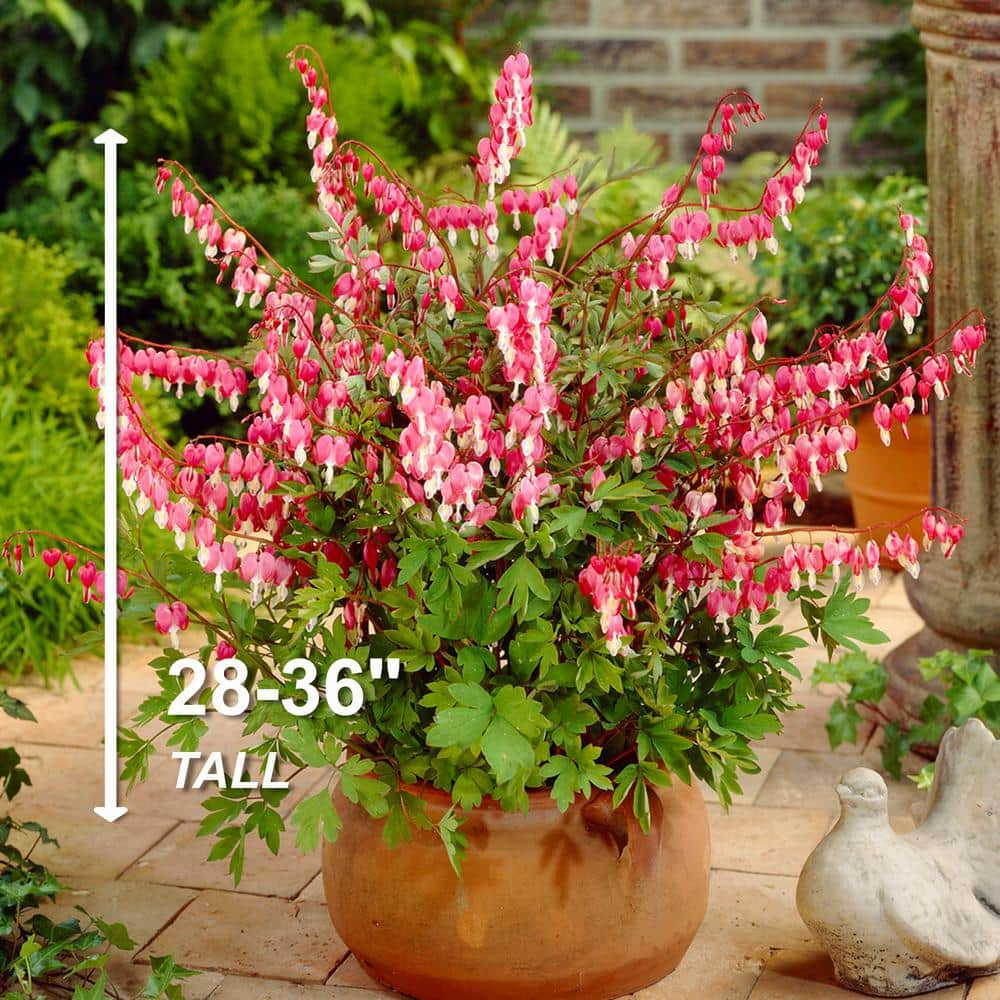  2/3 Eyes, Bleeding Heart Dicentra Spectabilis Flower Bulbs, Bare Roots (Bag Of 12)