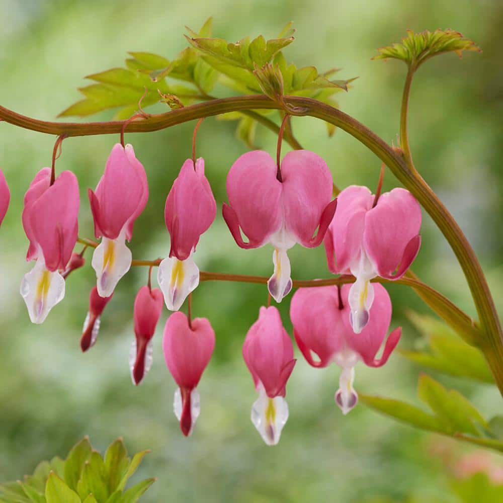  2/3 Eyes, Bleeding Heart Dicentra Spectabilis Flower Bulbs, Bare Roots (Bag Of 18)