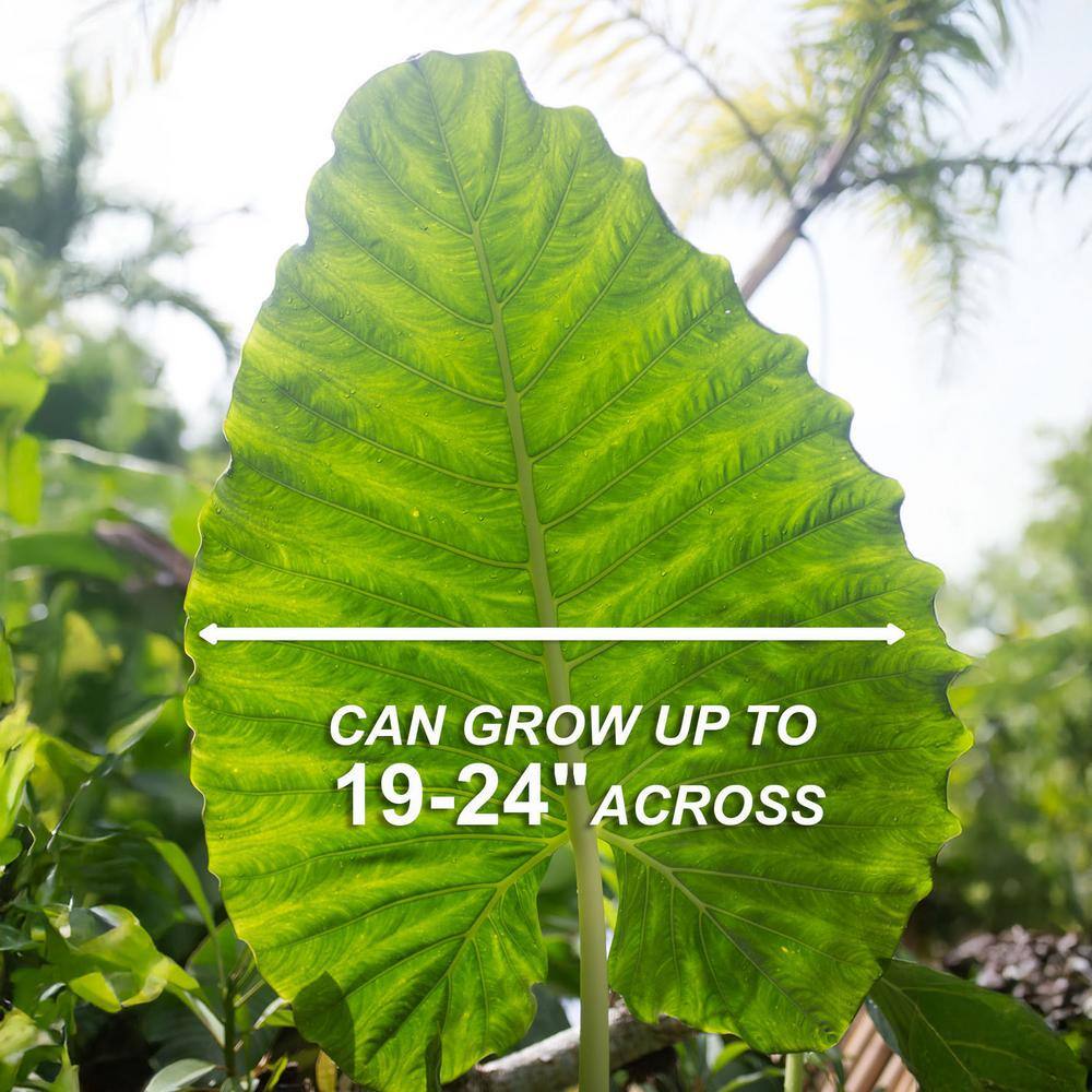  7/9 In. Alocasia Odora Elephant Ear Bulbs (Bag Of 1)